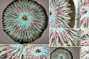 Veľký dúhový kvet